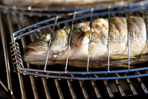 wolfsbarsch-216-img_8091